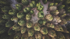 G e r m a n f o r e s t-冬季的森林路