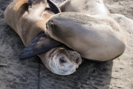 沙滩上休息的海狮