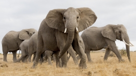 非洲象群