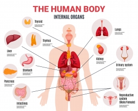 人类内部器官信息图表海报