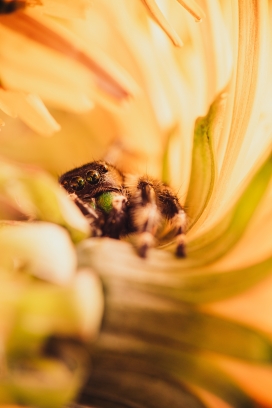 躲在黄色花瓣中的蜘蛛