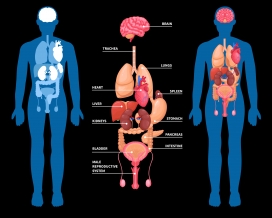 人体解剖学内部器官布局素材图