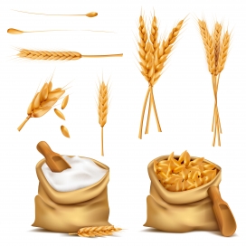 金色小麦谷物图标集