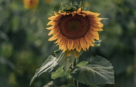 沉甸甸的向日葵花瓣