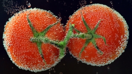 挂满水滴的西红柿