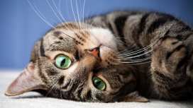 躺在地上顽皮的灰猫