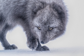 冬季觅食的北极狐