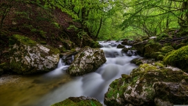 美丽的森林小溪