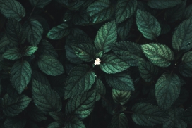 墨绿色薄荷叶