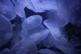 浅白色的透明水母物体
