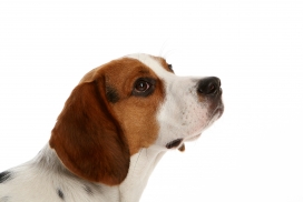 美丽风趣的比格猎犬狗