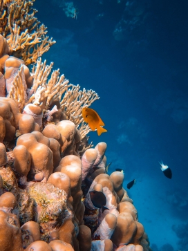 海底珊瑚礁与鱼群