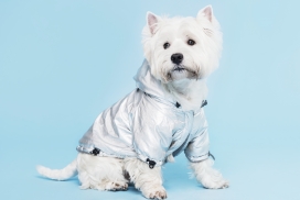 穿银白色防护服的白狗