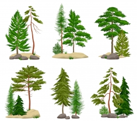 松树林与针叶树土壤素材下载