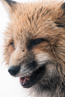 张嘴哈气的赤狐动物