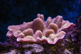 美丽的珊瑚虫