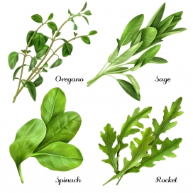 绿色叶子植物素材
