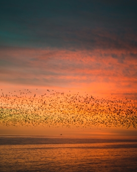 夕阳下湖面群飞鸟美景图
