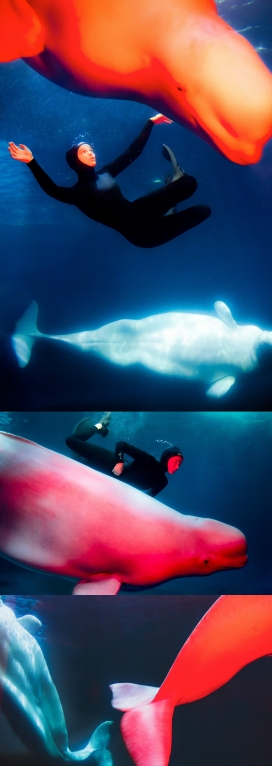 海豚训练饲养人像