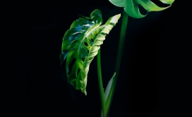 绿色海芋写真图