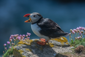 张嘴鸣叫的海鹦鸟