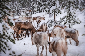 冬季中的驯鹿群