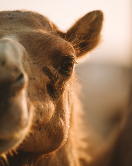 遮脸拍摄的骆驼