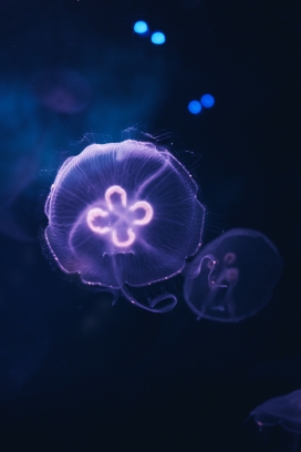 蓝紫色水母微距写真