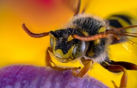 大蜜蜂微距写真