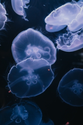 透明的蓝色水母群