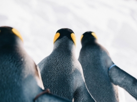 帝王企鹅鸟写真图