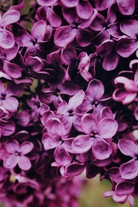紫色丁香花花瓣
