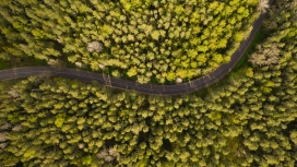 高空俯拍的森林绿色路