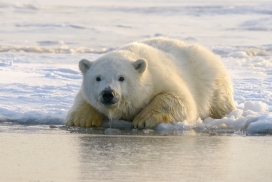 趴在河床的白色北极熊