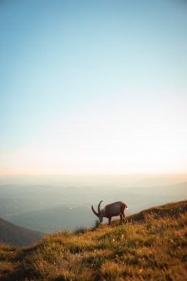 山崖边吃草的羚羊