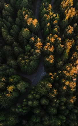 高空俯拍的森林公路