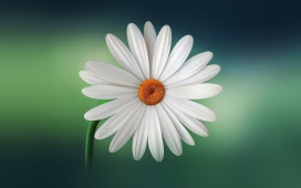 唯美的白色大滨菊