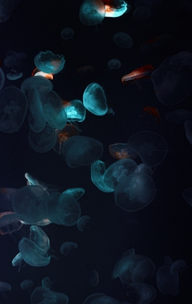 通透透明的蓝色水母生物