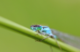 蓝色蜻蜓昆虫