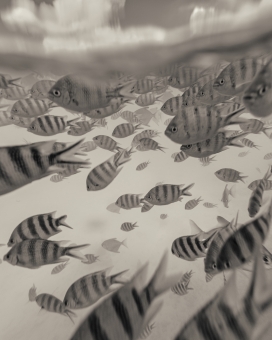 SEYCHELLES-圣安妮海洋国家公园鱼群