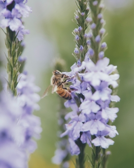 紫色丁香花的蜜蜂