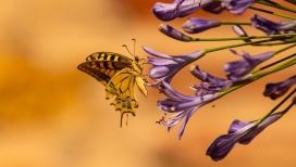 紫色喇叭花上的黄色蝴蝶