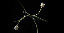 重塑Shaun Leane珠宝