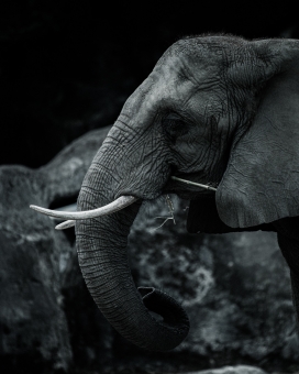 野外大象黑白写真图