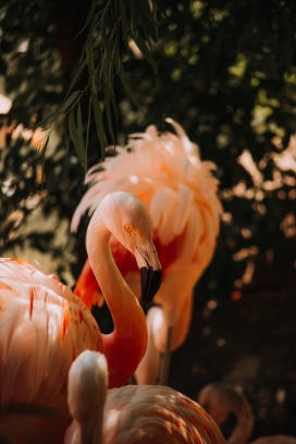 整理毛发的火烈鸟