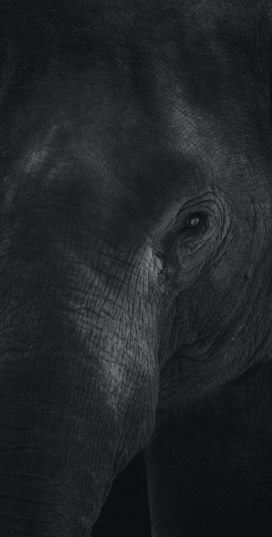 非洲大象黑白图片