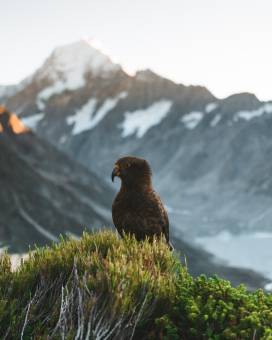 山顶上休息的食肉鹦鹉鸟