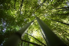 仰拍的森林绿竹