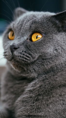 灰黑色金色眼睛的英国短尾猫