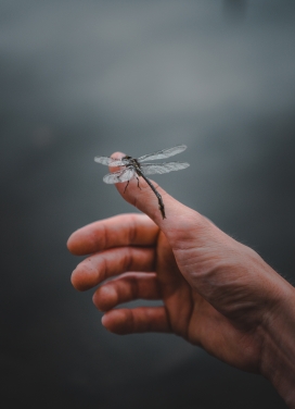 停留在拇指上的蜻蜓